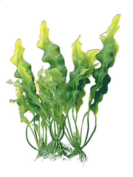 kompleks alg w kremie